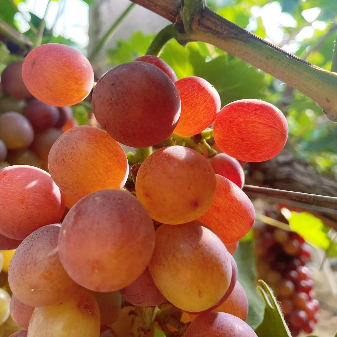 Midknight Beauty Grape Seeds | Fragrant Rose-Scented Variety