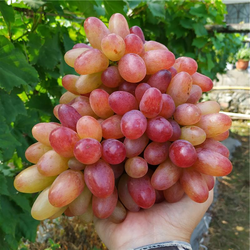 Manicure Finger Grape Seeds | Unique Elongated Sweet Variety