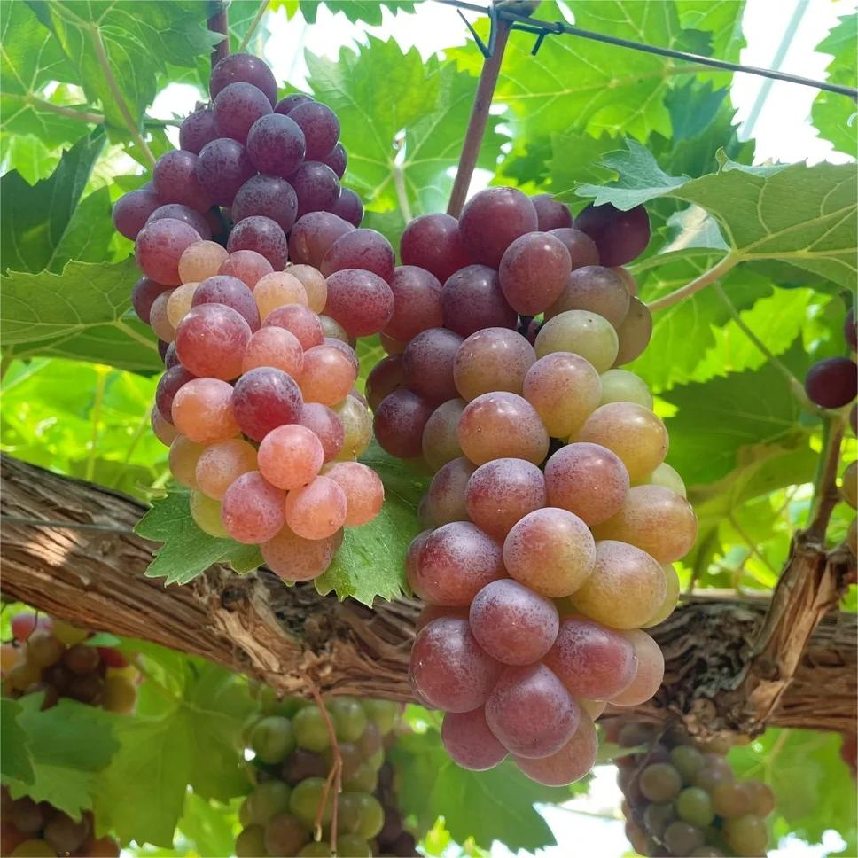 Midknight Beauty Grape Seeds | Fragrant Rose-Scented Variety