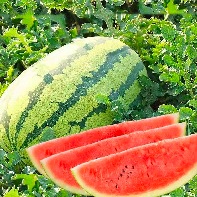 Lazy Watermelon Seeds | Easy-Grow Seedless Variety