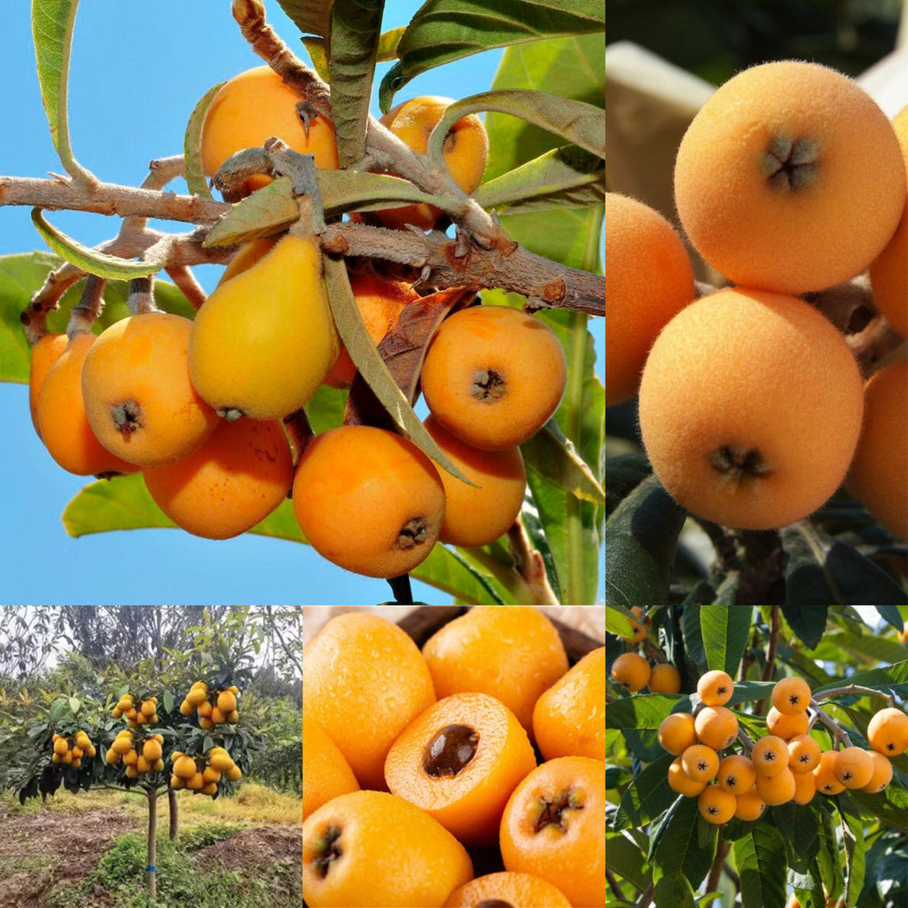 Five-Star Loquat Seeds | Sweet Jelly-Textured Fruit