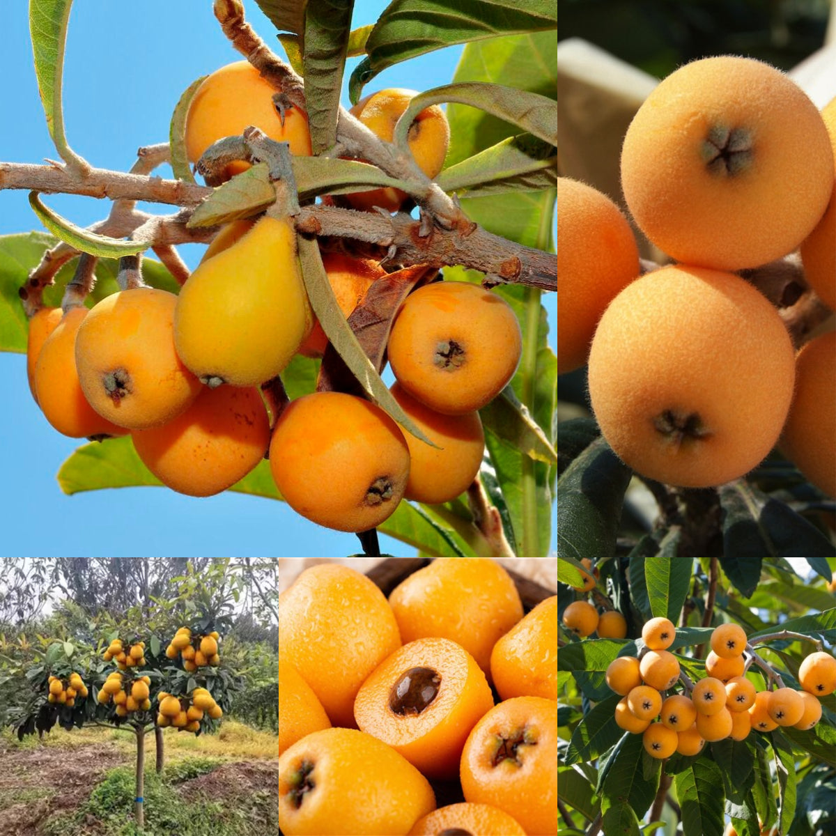 Five-Star Loquat Seeds | Sweet Jelly-Textured Fruit