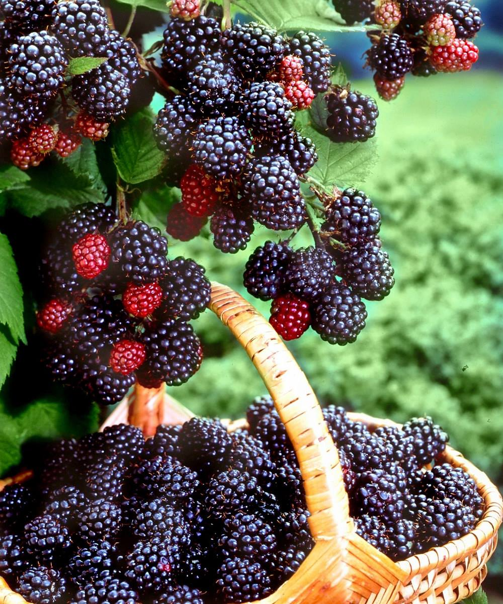 Sweet Giant Blackberry Seeds | Thornless Hybrid Variety