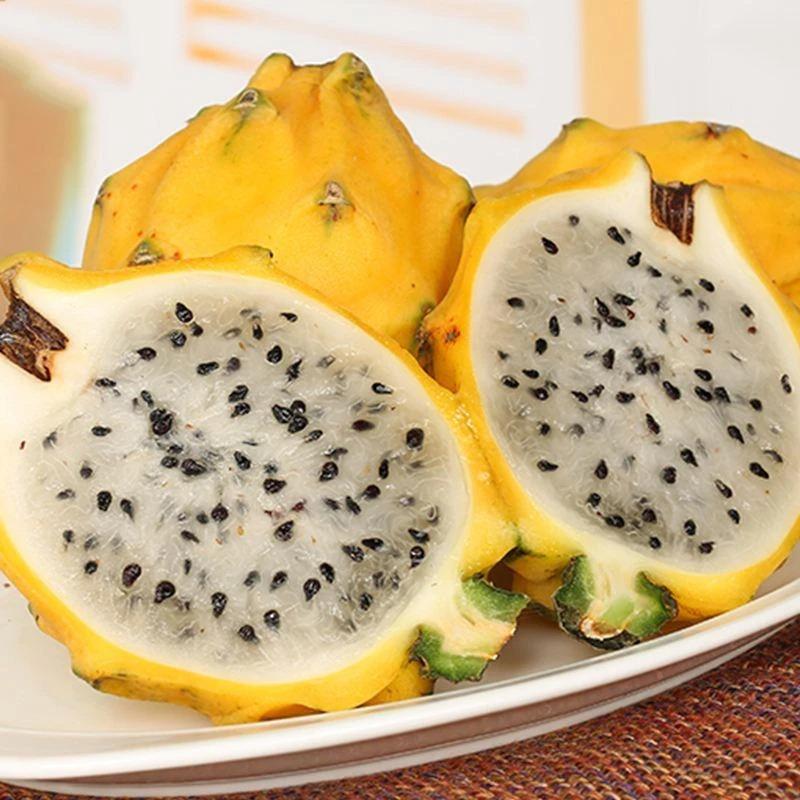 Yellow Pitahaya Seeds | Sweet Dragon Fruit Variety