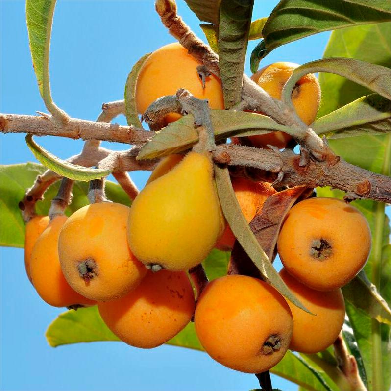 Five-Star Loquat Seeds | Sweet Jelly-Textured Fruit
