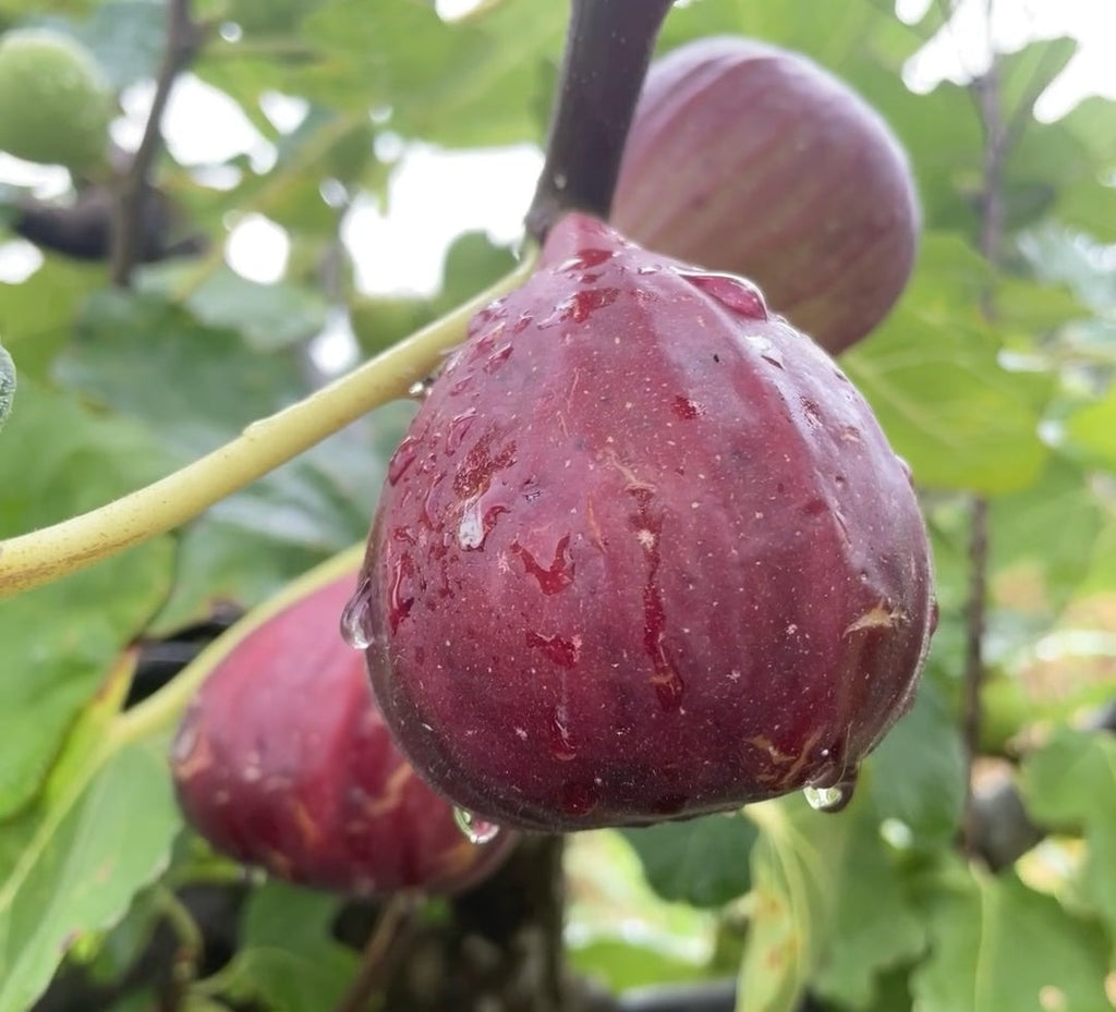Peach Fig Seeds | Super Giant Cold-Hardy Fig Tree