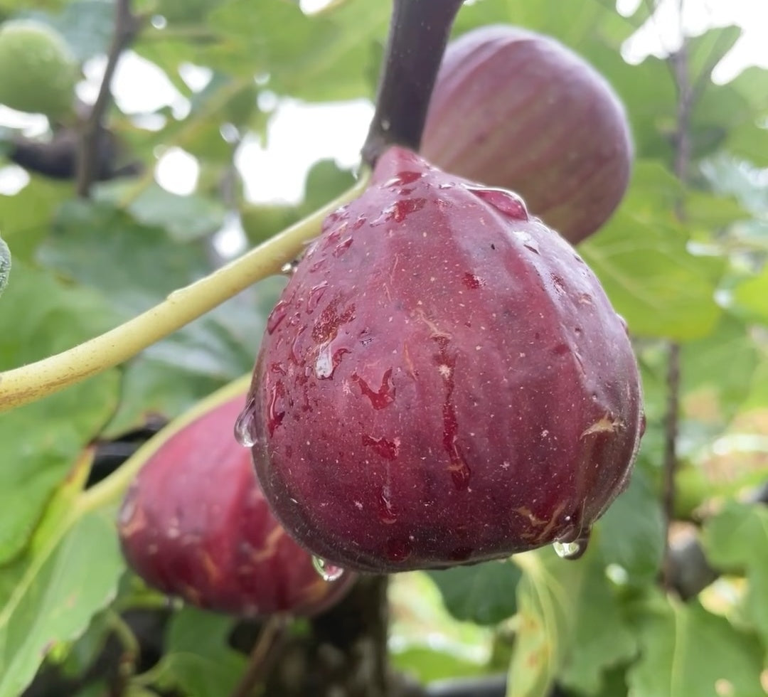 Peach Fig Seeds | Super Giant Cold-Hardy Fig Tree