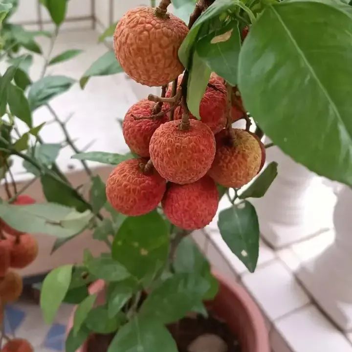 Seedless Lychee Seeds | Rare Easy-Peel Variety