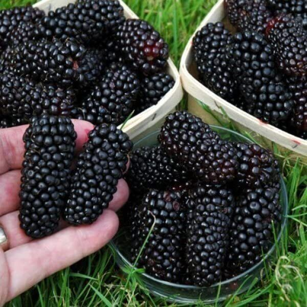 Sweet Giant Blackberry Seeds | Thornless Hybrid Variety