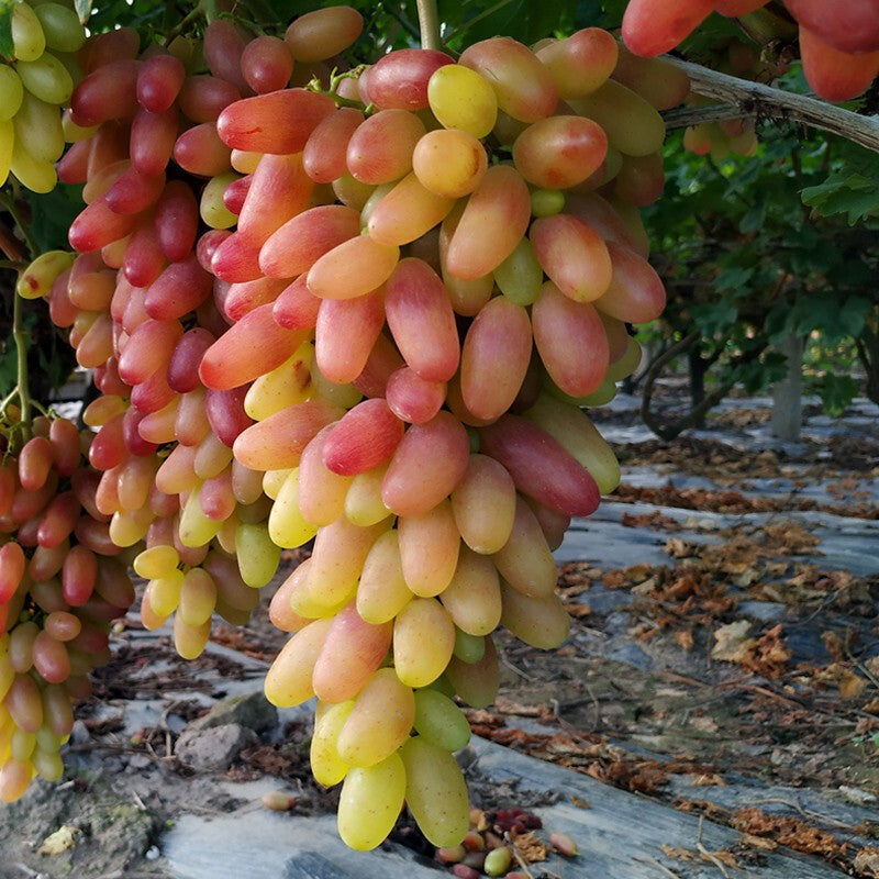 Manicure Finger Grape Seeds | Unique Elongated Sweet Variety