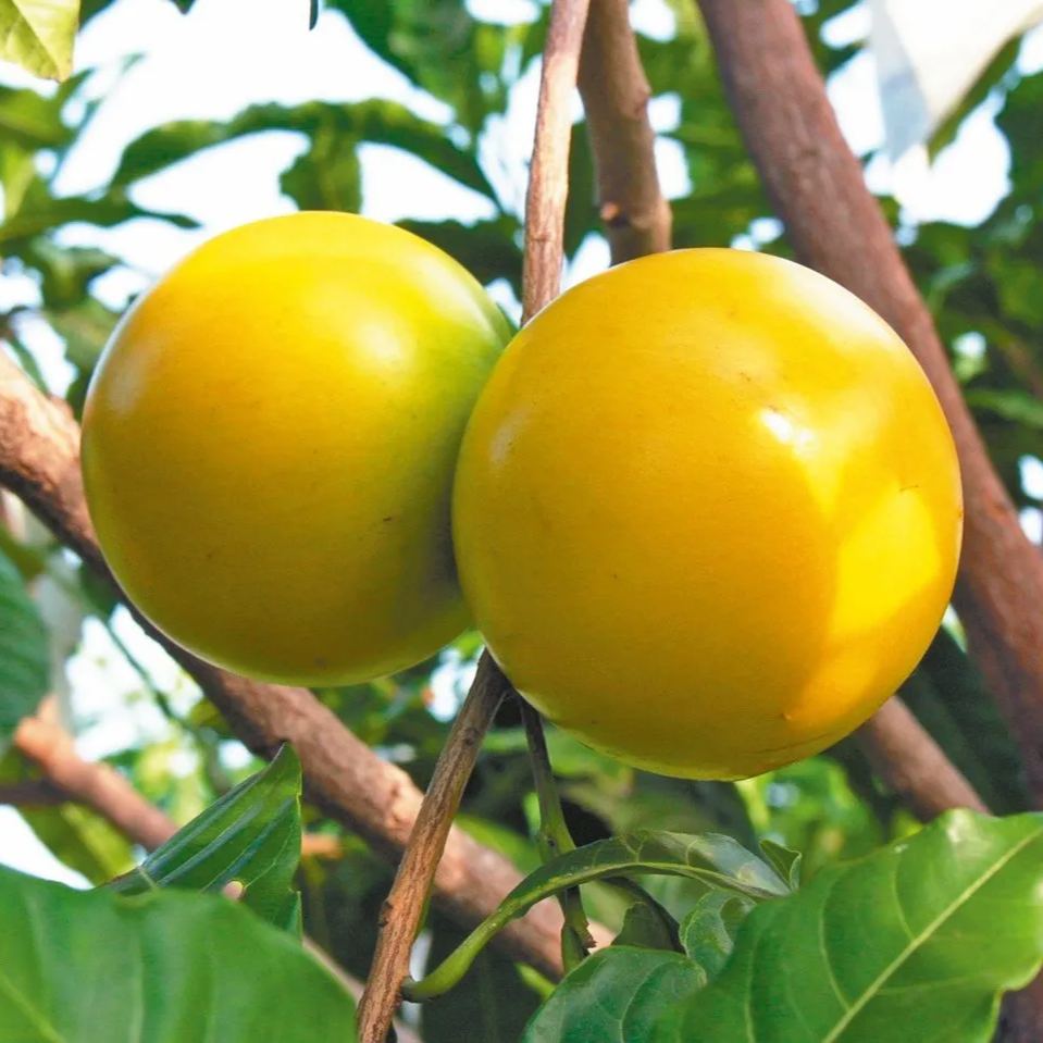 Golden Abiu Fruit Seeds | Tropical Caramel-Flavored Treasure