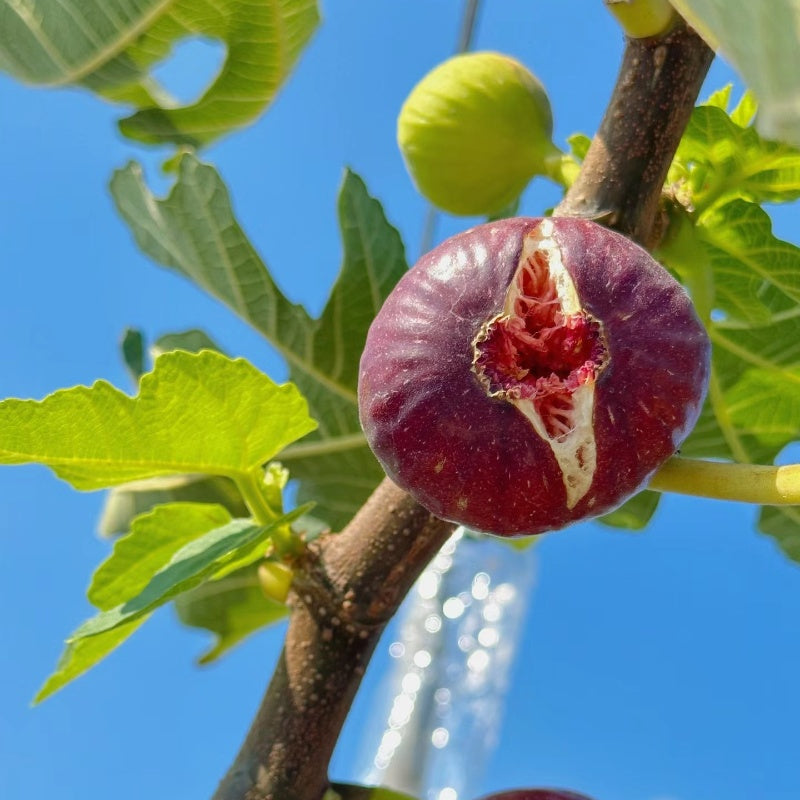 Peach Fig Seeds | Super Giant Cold-Hardy Fig Tree