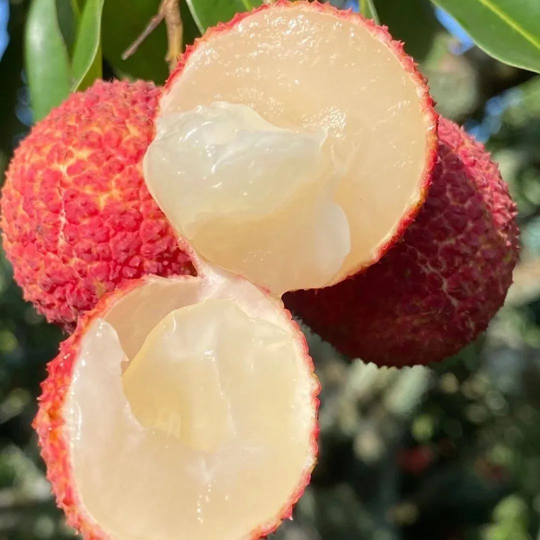 Seedless Lychee Seeds | Rare Easy-Peel Variety