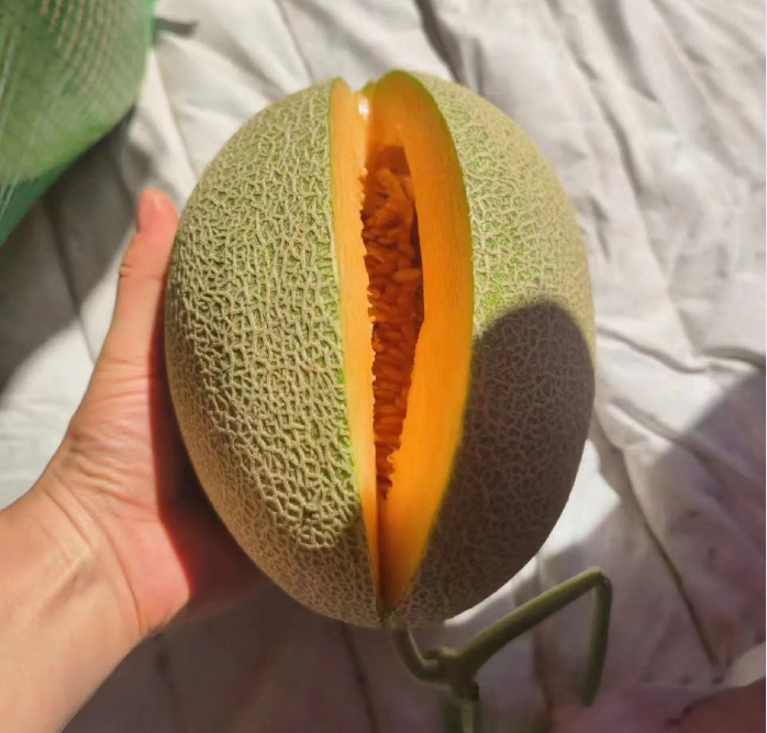 Reticulated Cantaloupe Seeds | Sweet Layered-Flavor Melon