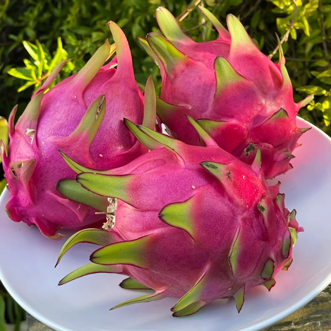 Red Heart Dragon Fruit Seeds | Sweet Rose-Scented Variety