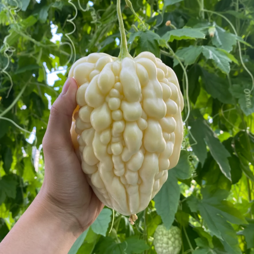 Apple Bitter Melon Seeds | Heirloom Bitter Gourd