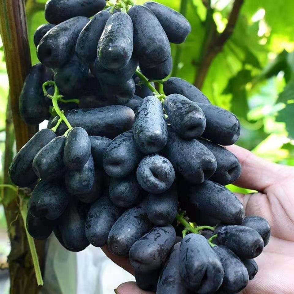 Manicure Finger Grape Seeds | Unique Elongated Sweet Variety