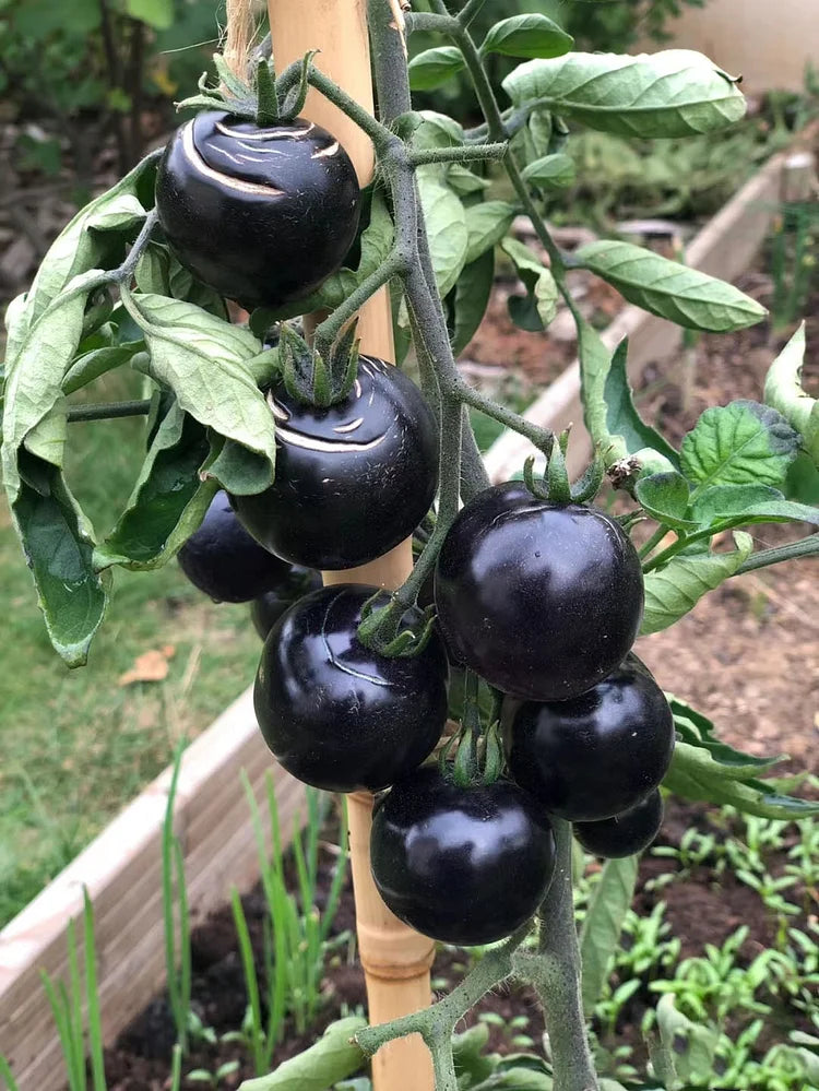 Rare Black Tomato Seeds | Nutrient-Rich Heirloom Variety