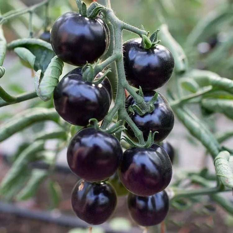 Rare Black Tomato Seeds | Nutrient-Rich Heirloom Variety