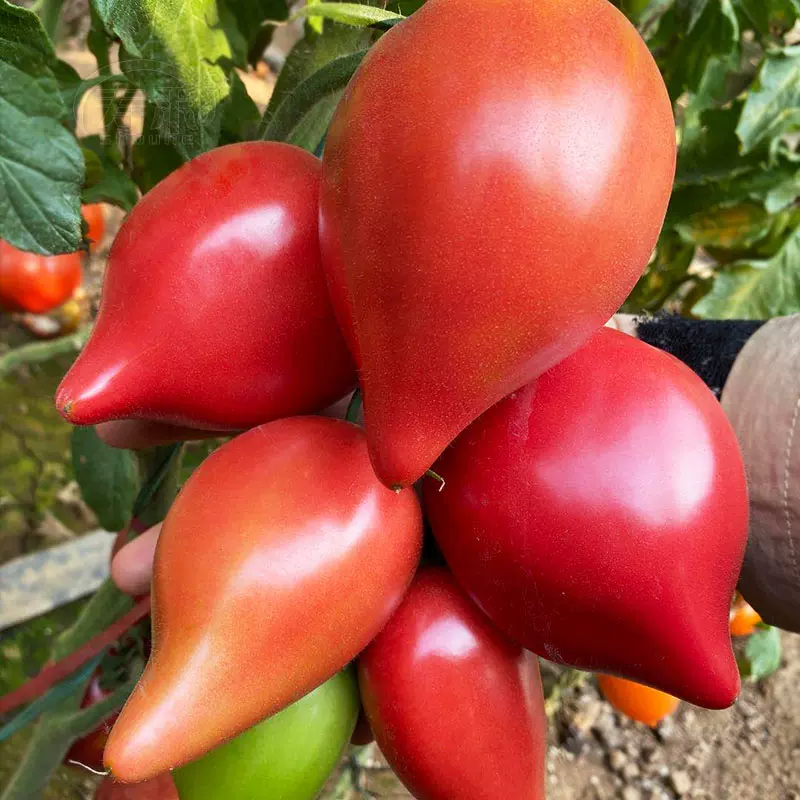 Mango Honey Tomato Seeds | Unique Teardrop Heirloom