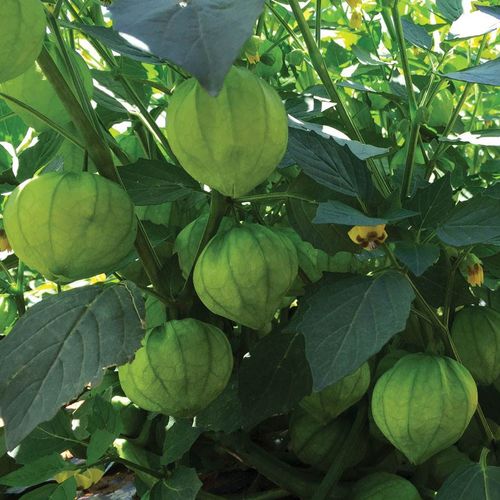 Super Verde Tomatillo Seeds | Prolific Salsa Verde Variety