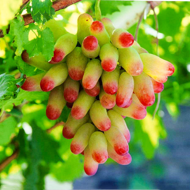Manicure Finger Grape Seeds | Unique Elongated Sweet Variety