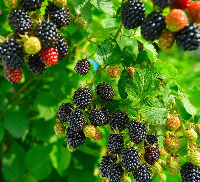 Sweet Giant Blackberry Seeds | Thornless Hybrid Variety