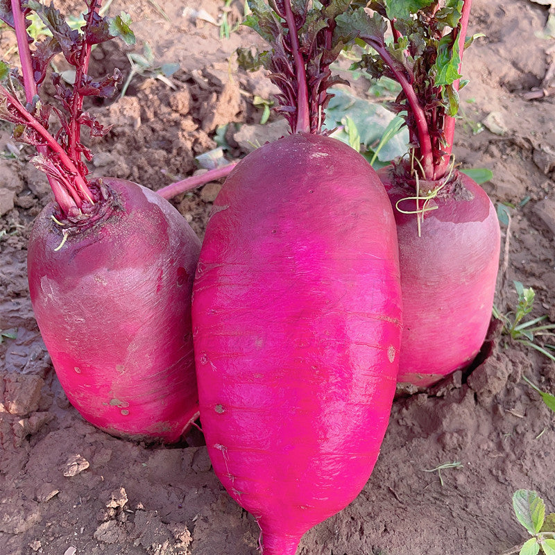Pineapple Fruit Radish Seeds | Sweet Purple Variety