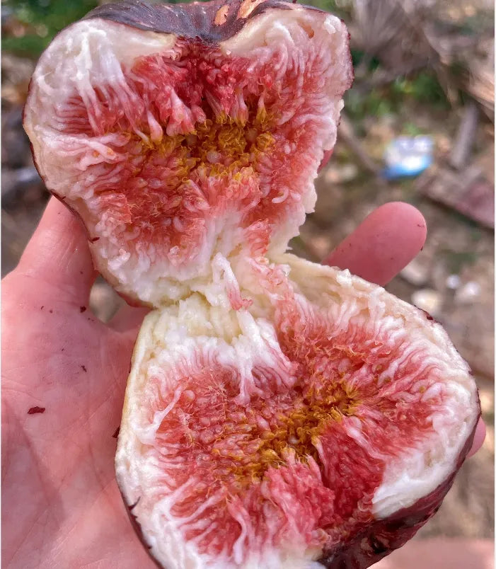 Peach Fig Seeds | Super Giant Cold-Hardy Fig Tree