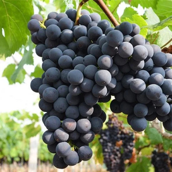 Midknight Beauty Grape Seeds | Fragrant Rose-Scented Variety