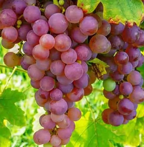 Sweet Sapphire Grape Seeds | Unique Finger-like Variety