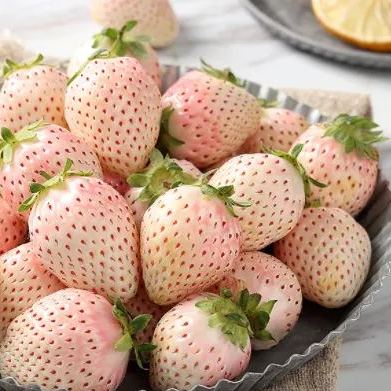 Cream Giant Strawberry Seeds | Large Juicy Variety