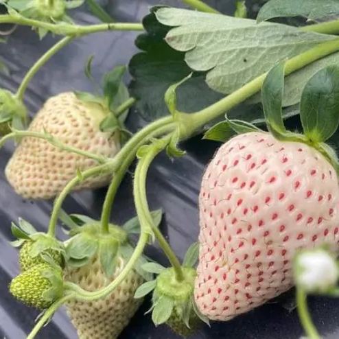 Cream Giant Strawberry Seeds | Large Juicy Variety