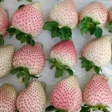 Cream Giant Strawberry Seeds | Large Juicy Variety