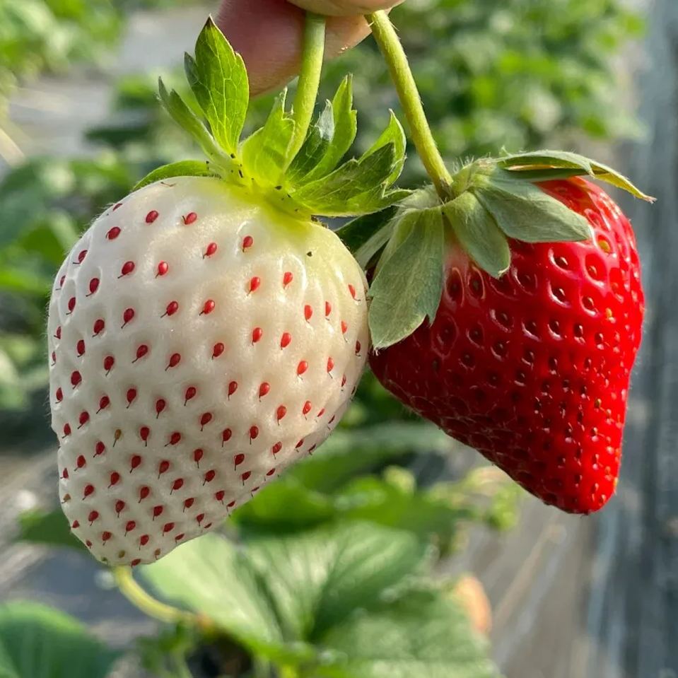 Cream Giant Strawberry Seeds | Large Juicy Variety