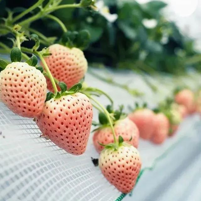 Cream Giant Strawberry Seeds | Large Juicy Variety
