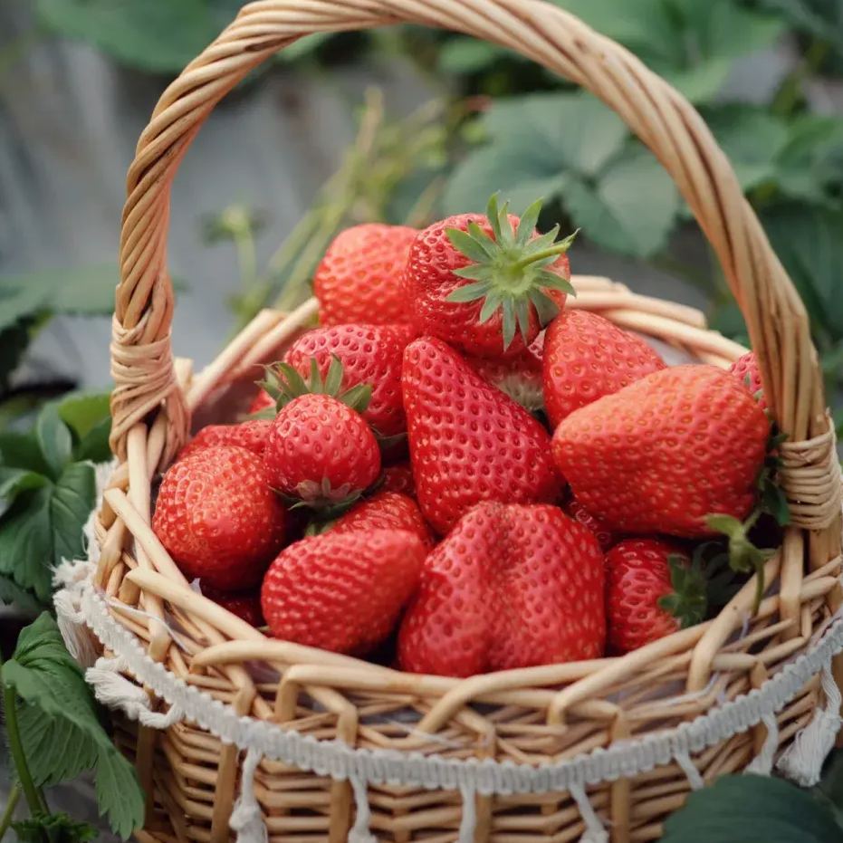 Cream Giant Strawberry Seeds | Large Juicy Variety