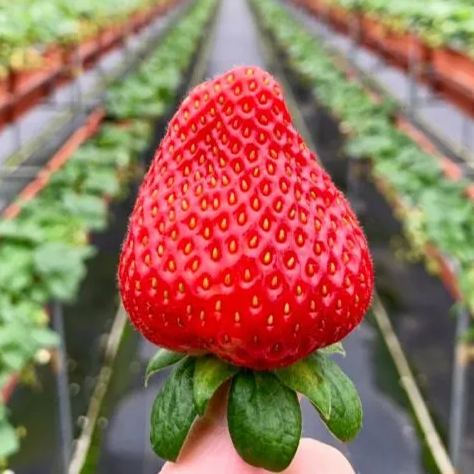 Cream Giant Strawberry Seeds | Large Juicy Variety