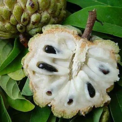 Custard Apple Seeds | Annona Squamosa Sugar Apple