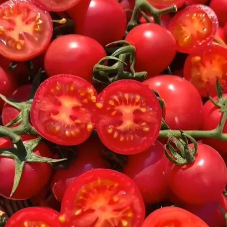 Rainbow Dwarf Tomato Seeds | Mini Colorful Variety