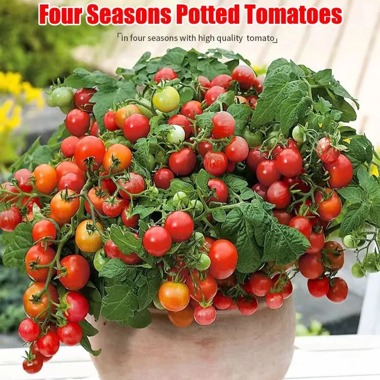 Rainbow Dwarf Tomato Seeds | Mini Colorful Variety