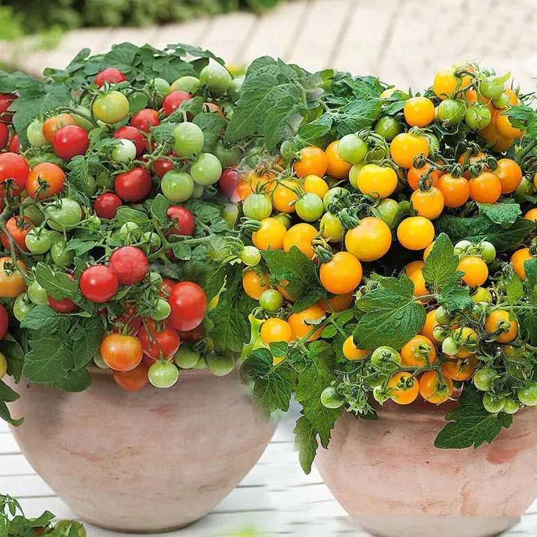 Rainbow Dwarf Tomato Seeds | Mini Colorful Variety