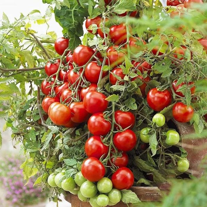 Rainbow Dwarf Tomato Seeds | Mini Colorful Variety
