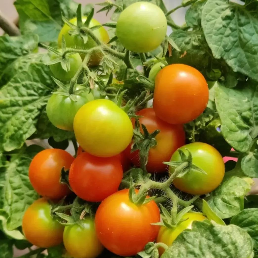 Rainbow Dwarf Tomato Seeds | Mini Colorful Variety