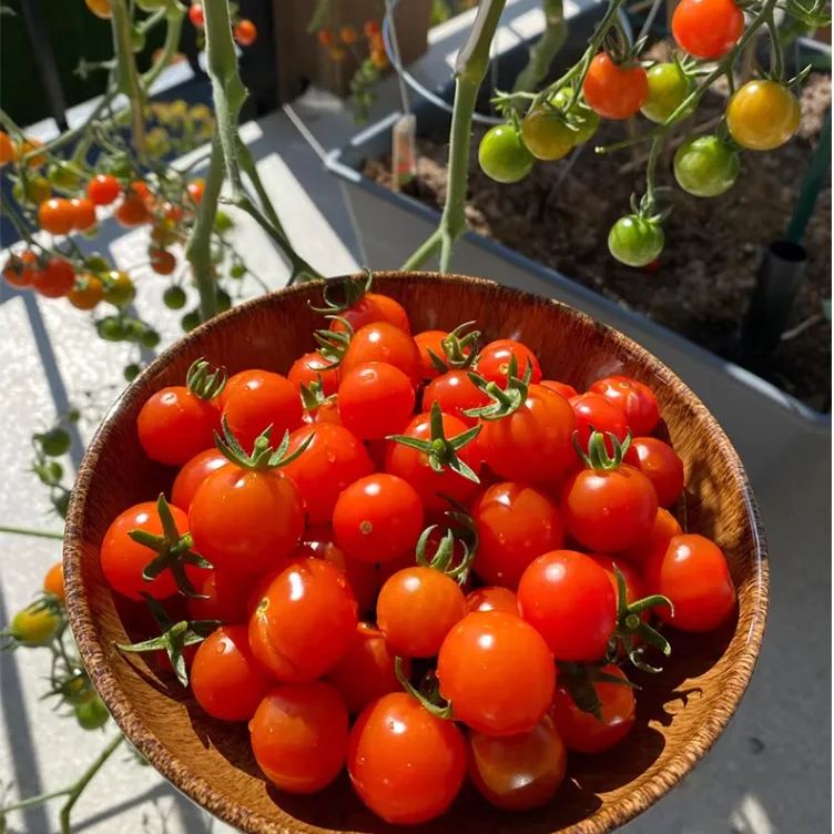 Rainbow Dwarf Tomato Seeds | Mini Colorful Variety