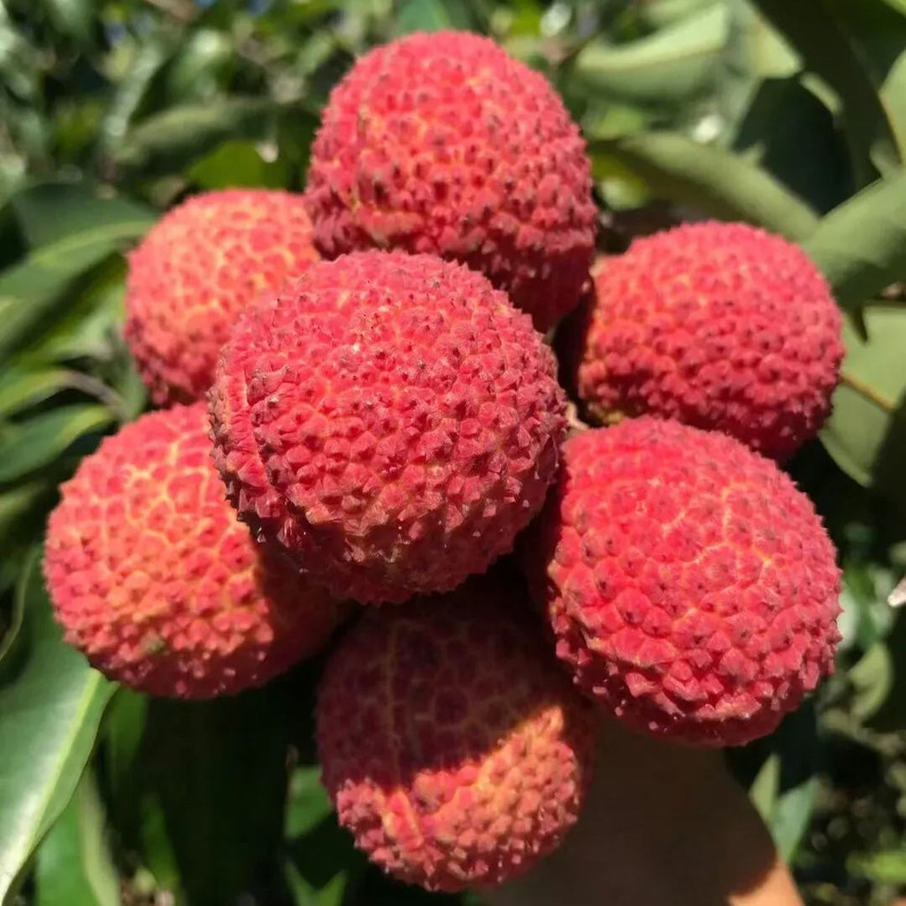 Seedless Lychee Seeds | Rare Easy-Peel Variety
