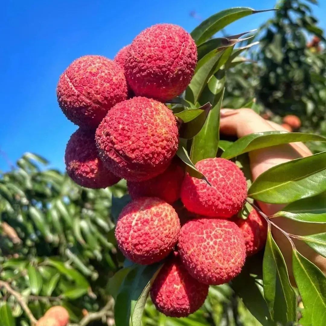 Seedless Lychee Seeds | Rare Easy-Peel Variety