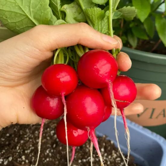Cherry Belle Radish Seeds | Quick-Growing Crispy Variety