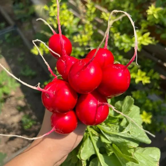 Cherry Belle Radish Seeds | Quick-Growing Crispy Variety