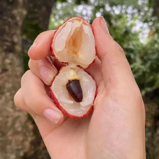 Fragrant Lychee Seeds | Cold-Tolerant Sweet Variety